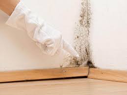 Best Emergency Mold Remediation  in Larksville, PA